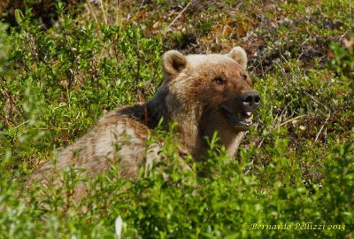 Grizzly bear (Ursus arctos horribilis)