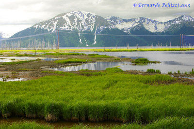 marsh land