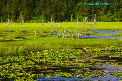 marsh land