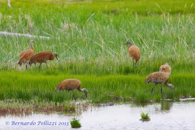 Sandhill craine (Grus canadensis)