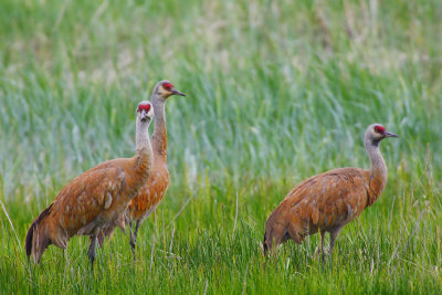 Sandhill craine (Grus canadensis)