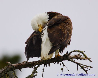 Bald eagle (Haliaeetus leucocephalus)