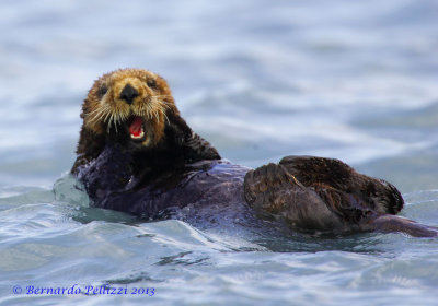 Sea otter (Enhydra lutris)