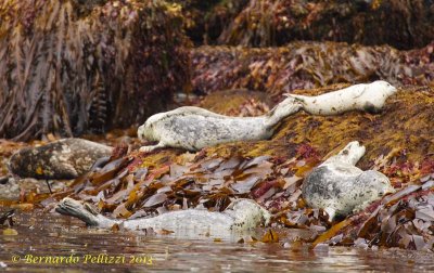 Harbour seal (Phoca vitulina)