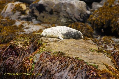 Harbour seal (Phoca vitulina)