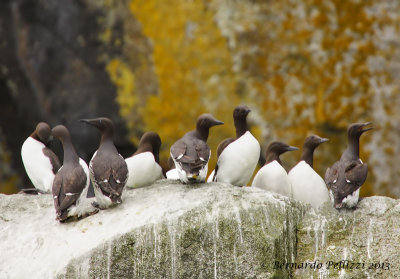 Brnnich's guillemot (Uria lomvia)