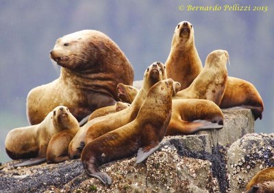 Steller sea lion (Eumetopias jubatus)