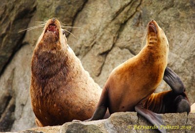 Steller sea lion (Eumetopias jubatus)