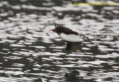 Parakeet Auklet (Aethia psittacula)