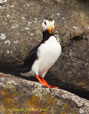 Horned puffin (Fratercula corniculata)