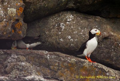 Horned puffin (Fratercula corniculata)