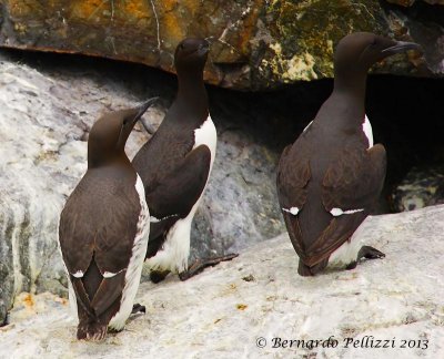 Brnnich's guillemot (Uria lomvia)