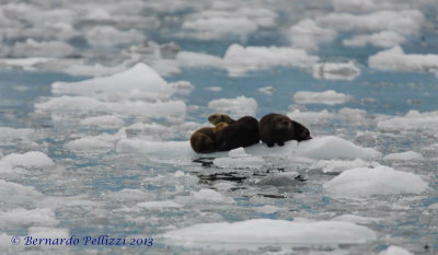 Sea otter (Enhydra lutris)