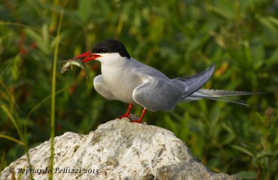 Arctic tern (Sterna paradisaea)