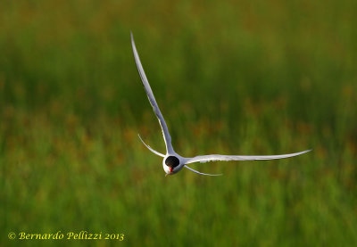 Arctic tern (Sterna paradisaea)