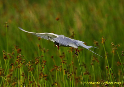 Arctic tern (Sterna paradisaea)