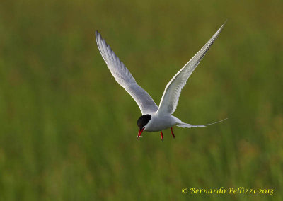 Arctic tern (Sterna paradisaea)