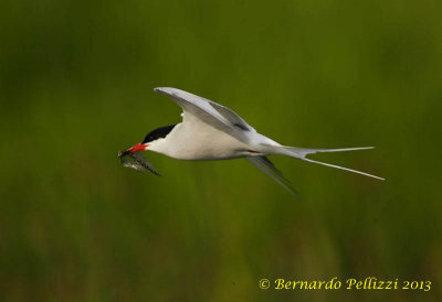 Arctic tern (Sterna paradisaea)