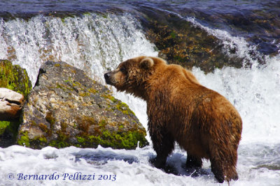 Grizzly bear (Ursus arctos horribilis)