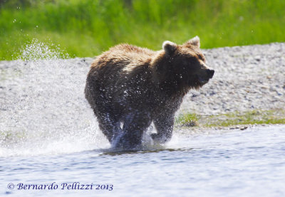 Grizzly bear (Ursus arctos horribilis)