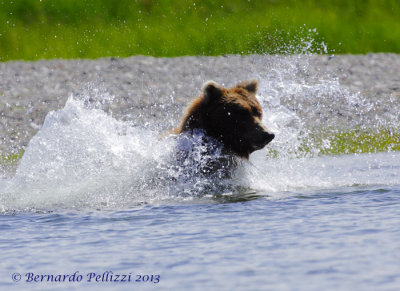 Grizzly bear (Ursus arctos horribilis)