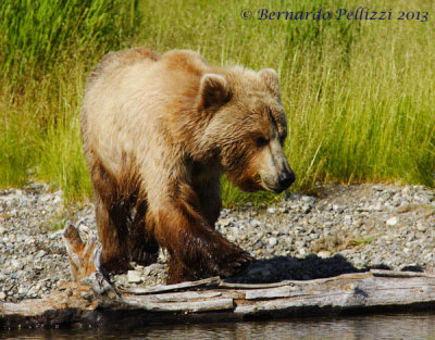 Grizzly bear (Ursus arctos horribilis)