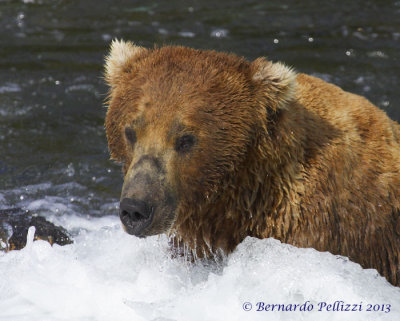 Grizzly bear (Ursus arctos horribilis)