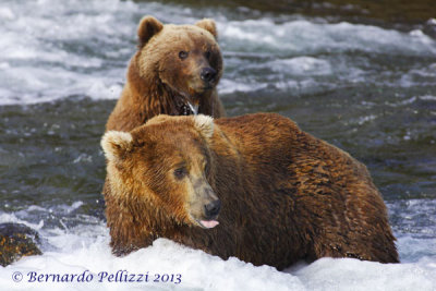 Grizzly bear (Ursus arctos horribilis)