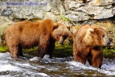 Grizzly bear (Ursus arctos horribilis)