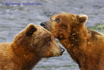 Grizzly bear (Ursus arctos horribilis)