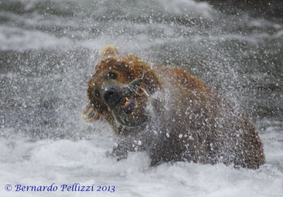 Grizzly bear (Ursus arctos horribilis)