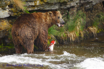 Grizzly bear (Ursus arctos horribilis)