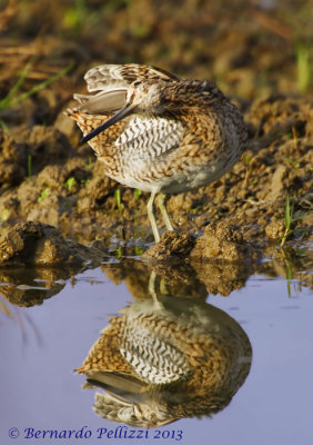 Common Snipe (Gallinago gallinago)