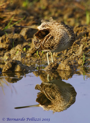 Common Snipe (Gallinago gallinago)