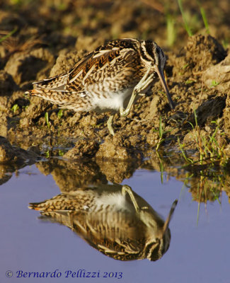 Common Snipe (Gallinago gallinago)