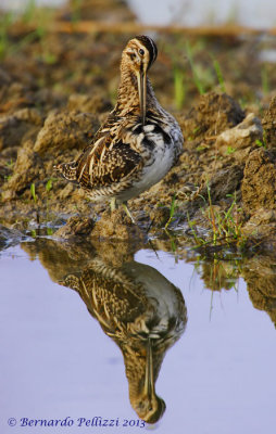 Common Snipe (Gallinago gallinago)