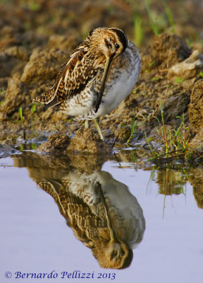 Common Snipe (Gallinago gallinago)