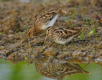 Common Snipe (Gallinago gallinago)