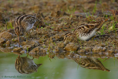 Common Snipe (Gallinago gallinago)