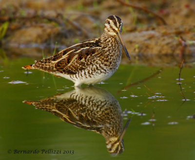 Common Snipe (Gallinago gallinago)