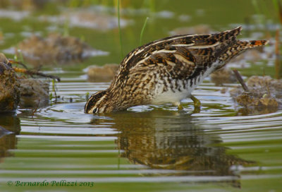 Common snipe (Gallinago gallinago)