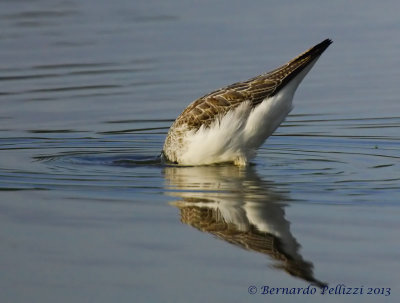Common Greenshank (Tringa nebularia)