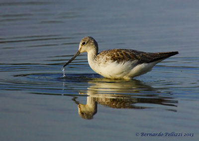 Common Greenshank (Tringa nebularia)