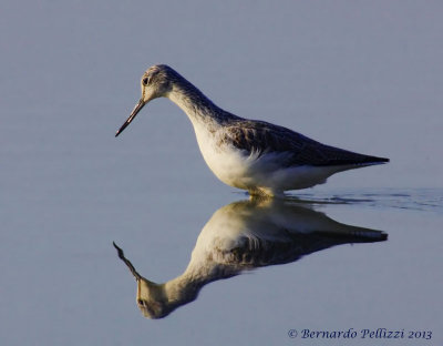 Common Greenshank (Tringa nebularia)