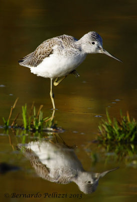 Common greenshank (Tringa nebularia)