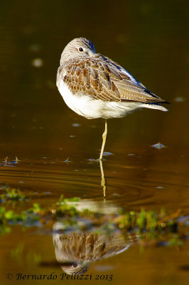 Common greenshank (Tringa nebularia)