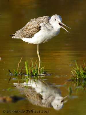 Common greenshank (Tringa nebularia)