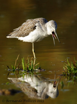 Common greenshank (Tringa nebularia)
