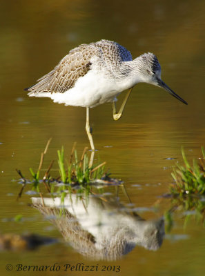 Common greenshank (Tringa nebularia)