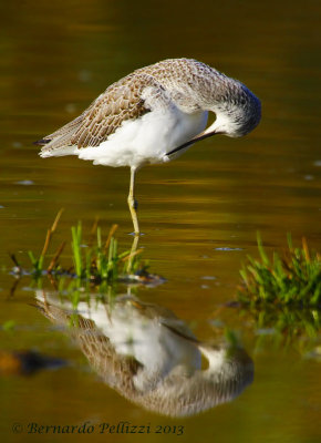 Common greenshank (Tringa nebularia)